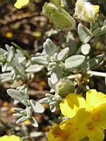 Helianthenum Caput-Felis (fam. Cistacees)(rg mediterraneenne) (05) (Photo F. Mrugala)